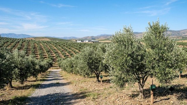 Doktorlardan Yapay Zeka Destekli Zeytin Üretimi